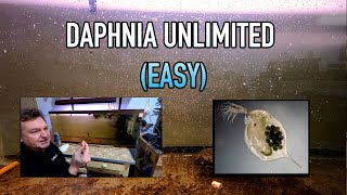 How I Raise Daphnia Water Fleas And You Can Too [upl. by Ahseit]