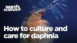 Caring and Culturing for Daphnia [upl. by Doherty813]