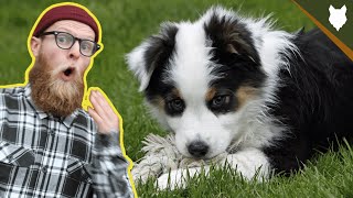 What To Do With A NEW AUSTRALIAN SHEPHERD PUPPY [upl. by Aniz]