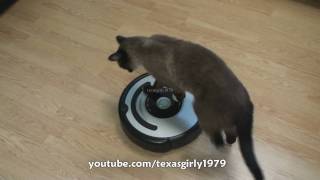 Cat shows HOW TO use iRobot Roomba Vacuum [upl. by Ferde]