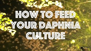 How To Feed Your Daphnia Culture [upl. by Oriane]