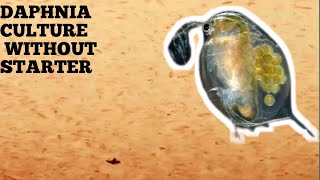 HOW TO CULTURE DAPHNIA NATURALLY WITHOUT A STARTER [upl. by Bluhm44]