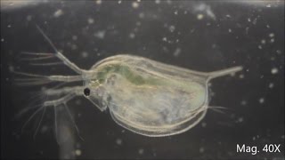 Daphnia magna under the Microscope [upl. by Sanborne]