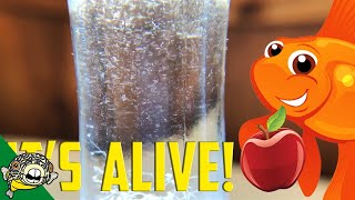 How to culture Vinegar Eels The EASY Way Live Fish Food [upl. by Llenoil]