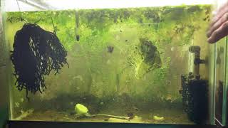 Scuds Daphnia Cherry Shrimp Copepods My aquatic food culture [upl. by Euqinahs]