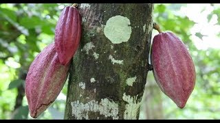 La fabrication des chocolats du cœur par Alex Olivier [upl. by Broek]