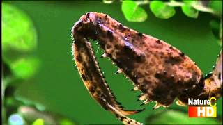 Enter the Mantis Clip 1 Praying Mantis HD [upl. by Anitrebla]