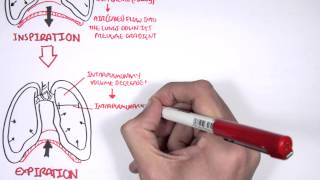 Mechanism of Breathing [upl. by Ocramed]