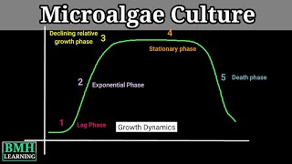 Microalgae Culture  Microalgae Cultivation [upl. by Anohsal]