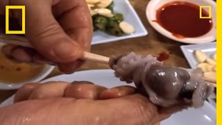 Would You Eat Live Octopus  National Geographic [upl. by Rahel]