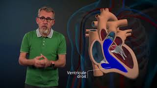 Le fonctionnement du cœur expliqué par Jamy [upl. by Zoeller]