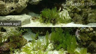 Macro Algae  Its Growing FAST Macroalgae Reef  How to Grow  Macroalgae Aquarium [upl. by Ayotnahs]