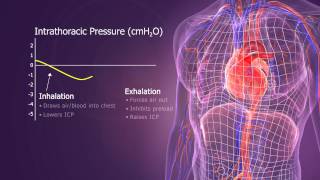 Intrathoracic Pressure Regulation IPR Therapy [upl. by Durante923]