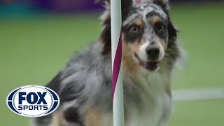 Watch Australian Shepherd Holster Win 2016 Masters Agility Championship  FOX SPORTS [upl. by Akenahc422]