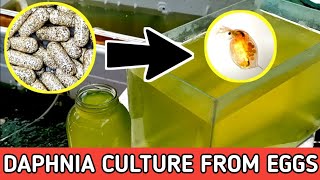 HOW TO HATCH DAPHNIA EGGS  HOW TO CULTURE DAPHNIA [upl. by Aieki341]