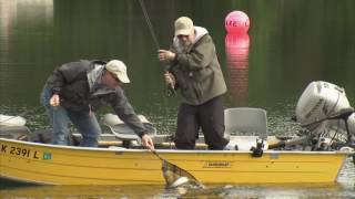 Aggressive Lake Rainbows  Alaska [upl. by Penelopa]