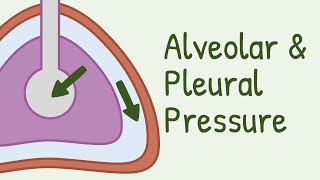 Alveolar Pressure and Pleural Pressure [upl. by Hey]