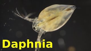 Daphnia [upl. by Ayhtak]