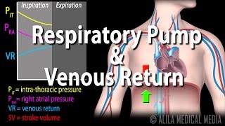 How Respiratory Pump Affects Venous Return Animation [upl. by Clancy]