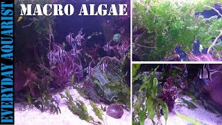 How To Grow Marine Macro Algae  Planted Saltwater Aquarium [upl. by Ahsiem]