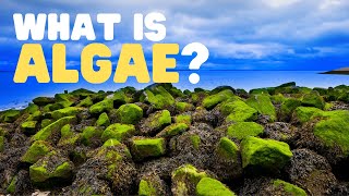 What Is Algae  What are the uses of algae  Learn about the different types of algae for kids [upl. by Pierre]