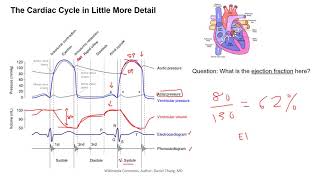 The Cardiac Cycle [upl. by Haldi973]