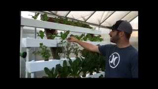 Hydroponic NFT with Bucket System  Dutch Bucket [upl. by Yendirb914]