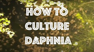 How To Culture Daphnia Magna [upl. by Zwiebel636]