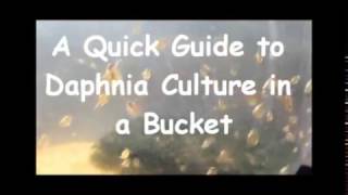 How to culture daphnia outside [upl. by Falkner]