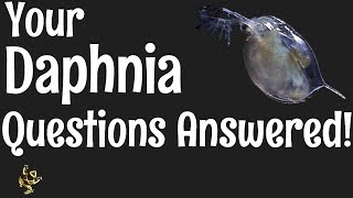 Daphnia Questions Answered [upl. by Haland]