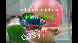 daphnia moina culture Easy way Unlimited production English  with sub Green water Chlorella [upl. by Judus]