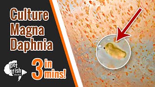 How to culture DAPHNIA MAGNA  The easy way [upl. by Ducan]