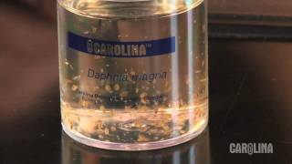 How to Care for Daphnia [upl. by Jeanelle709]