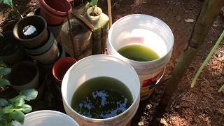 How to grow Green Water Algae [upl. by Nnahaid]