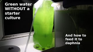 Green Water WITHOUT a Starter Culture  From Scratch  How To [upl. by Nidnarb]