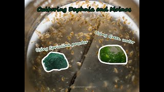 How To Culture Daphnia and Moinas using Green Water Spirulina powder [upl. by Nimzzaj]