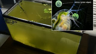 Raising Daphnia for the Freshwater Aquarium [upl. by Lux]