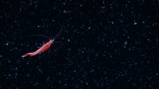 Spectacular Swimming Shrimp  Nautilus Live [upl. by Kahcztiy232]