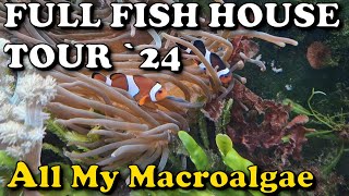 Full Macroalgae Fish House Tour  Reef Tank  PlantedReef [upl. by Ahsiki398]