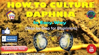 HOW TO CULTURE DAPHNIA In Easy Way [upl. by Elodia443]